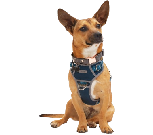 Canvas Dog Harness Navy