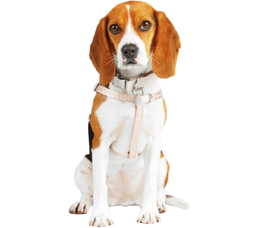 Jacquard Strap Dog Harness Pink Medium