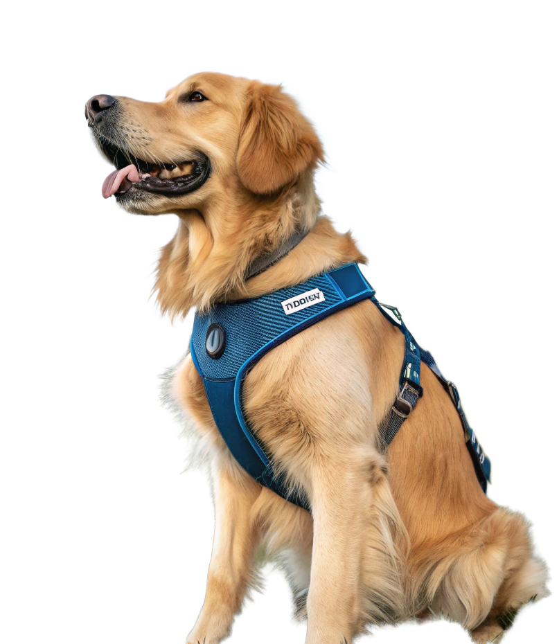 A golden retriever in a blue harness sitting with its tongue out on a transparent background.