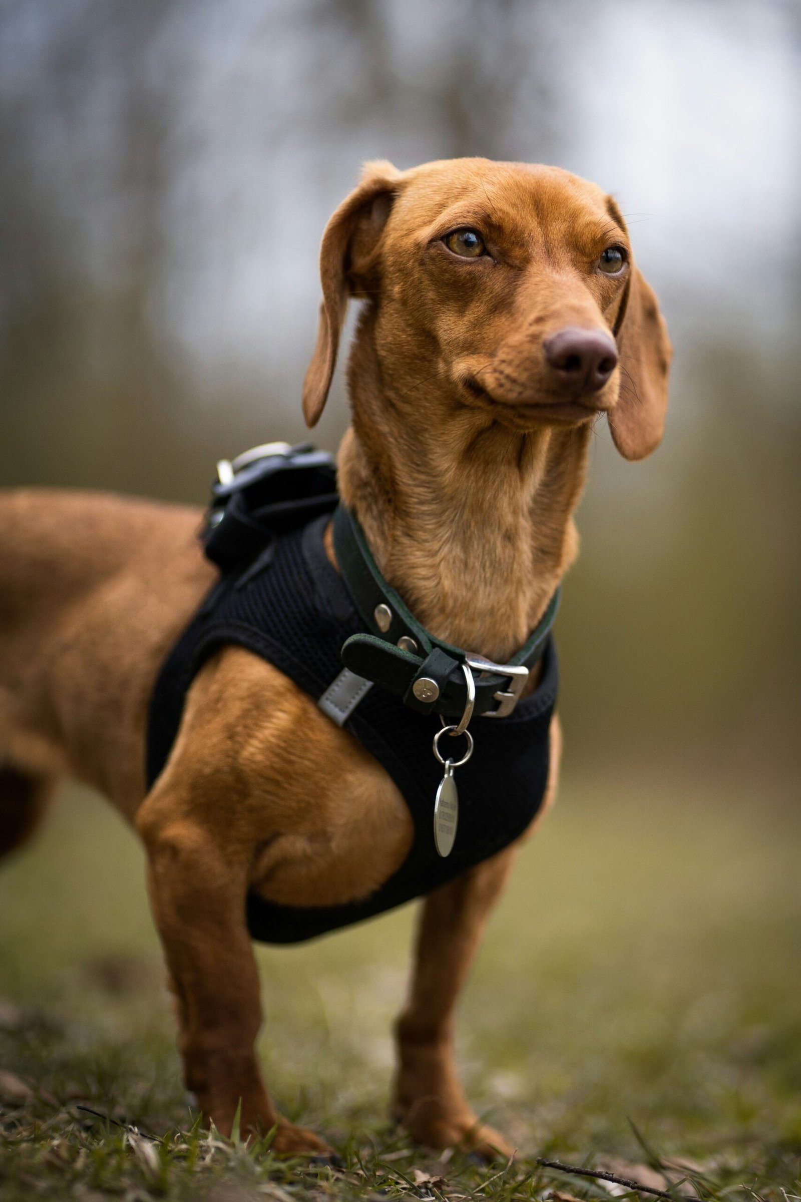 A small brown dachshund wearing a black harness stands on grass with a blurred forest background.